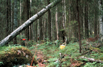 Valkea-Kotinen photo